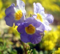 Fremont Phacelia