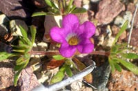 Purplemat