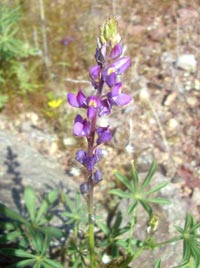 Lupine