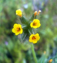 Fiddleneck