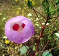 Desert Five Spot