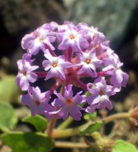 Desert Sand Verbena