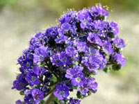 Phacelia