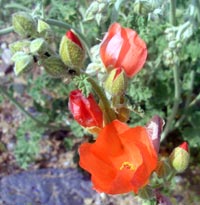 Globe Mallow