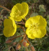 Evening Primrose