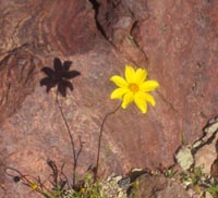 Desert Daisy