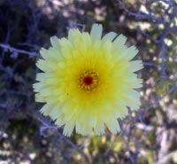 Desert Dandelion