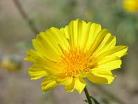 Desert Gold