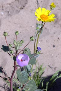Desert Five Spot & Desert Gold