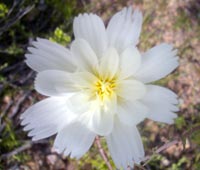 Desert Chicory
