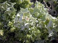Desert Holly