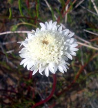 Fremont Pincushion