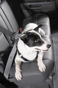Canine Seat Belt System