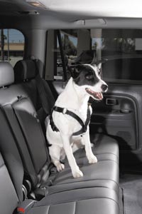 Canine Seat Belt System