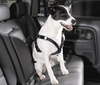 Canine Seat Belt System