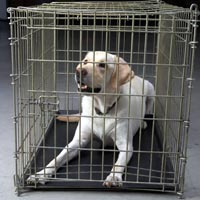 Select the appropriate crate or harness