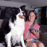 Sumer travel with pets