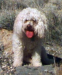 Marvin the Road Dog