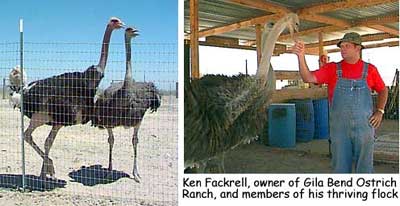 Ken Fackrell