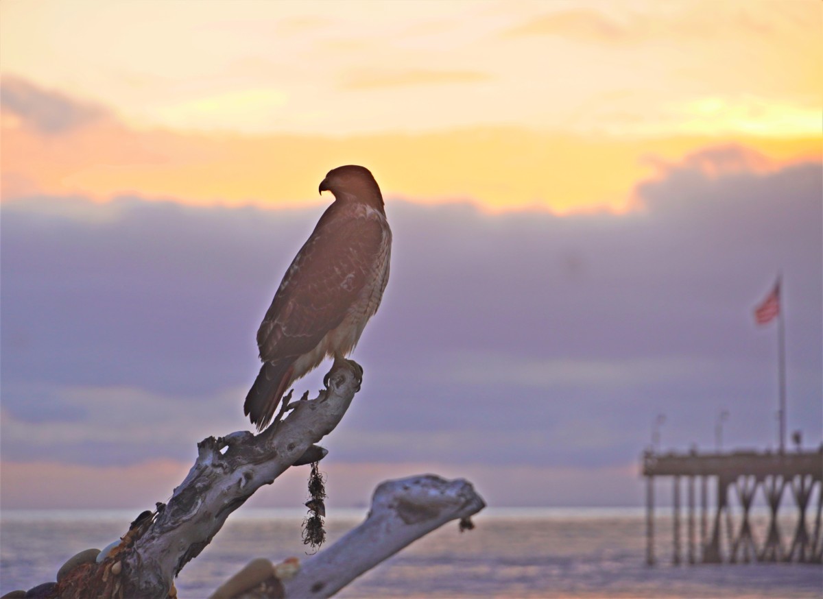 San Buenaventura State Beach