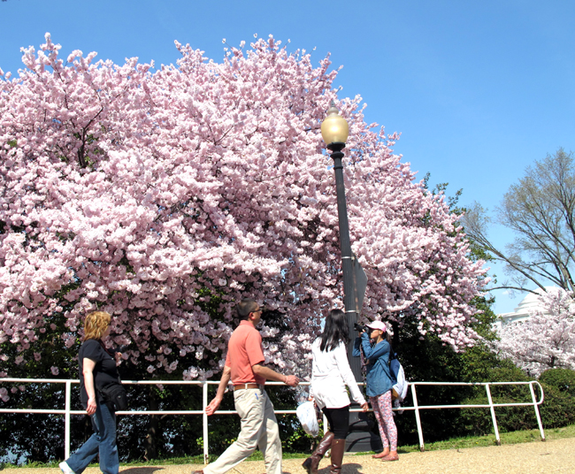 cherry tree