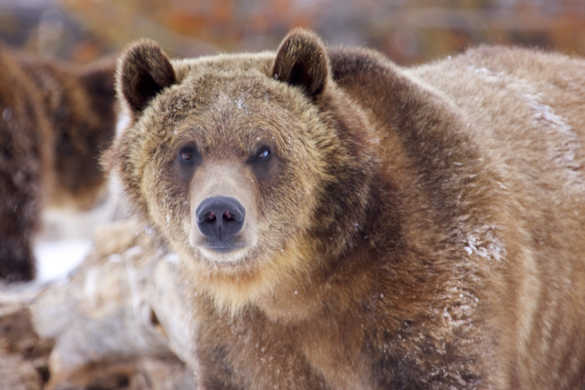 grizzly