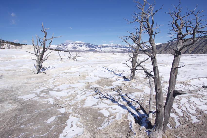 Mammoth Hot Springs