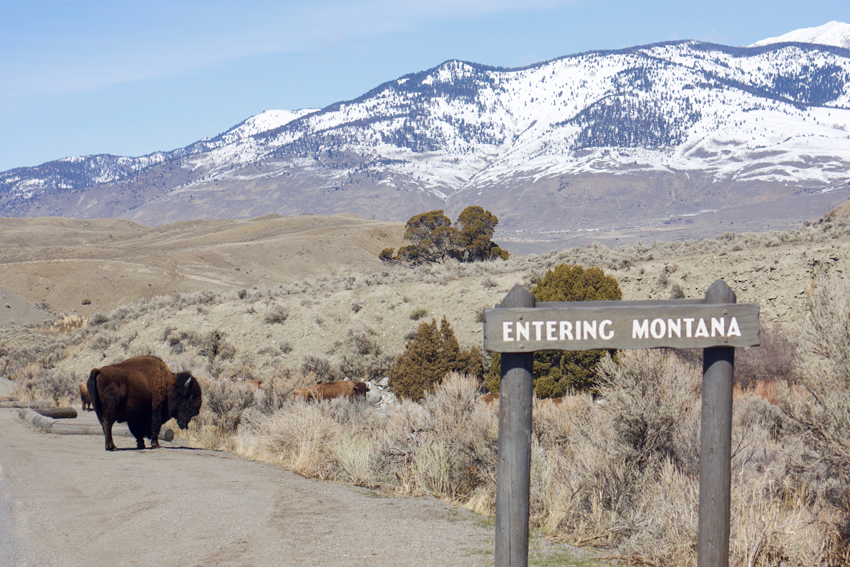 bison on road