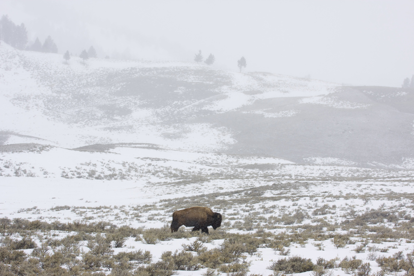 bison in snow