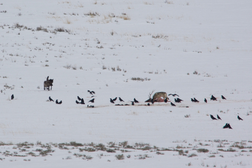 wolves on a kill