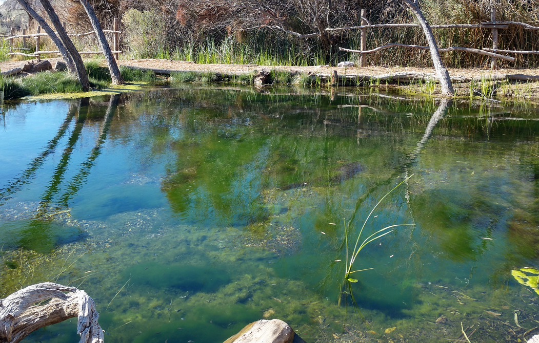 pond