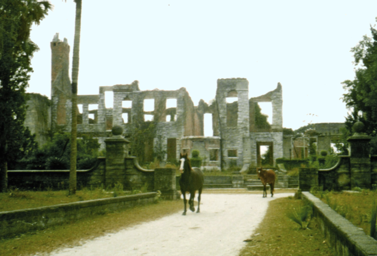 Feral horses in front of Dungeness Ruins