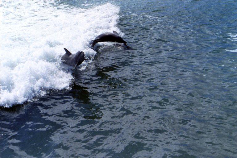 Pair of dolphins