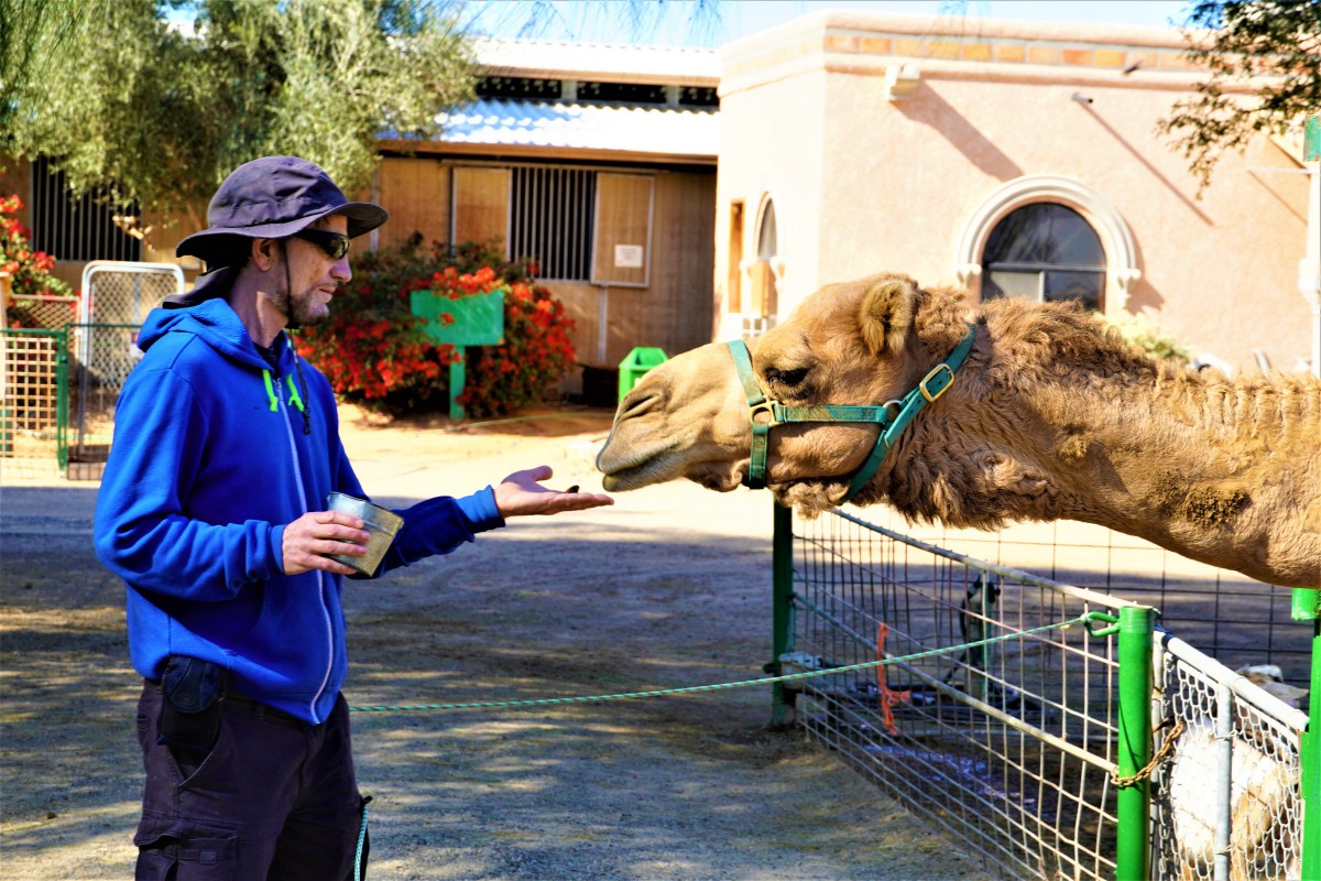 The Camel Farm
