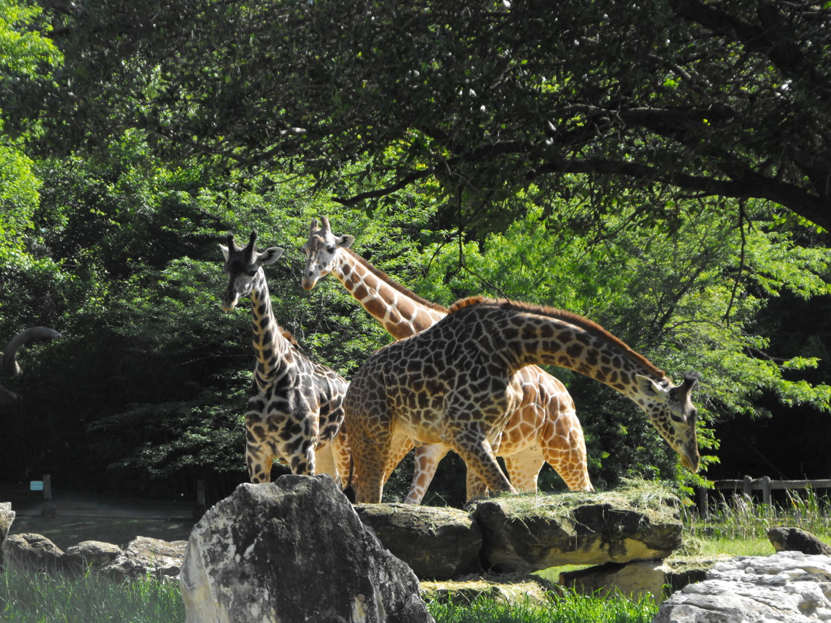 Giraffes at zoo