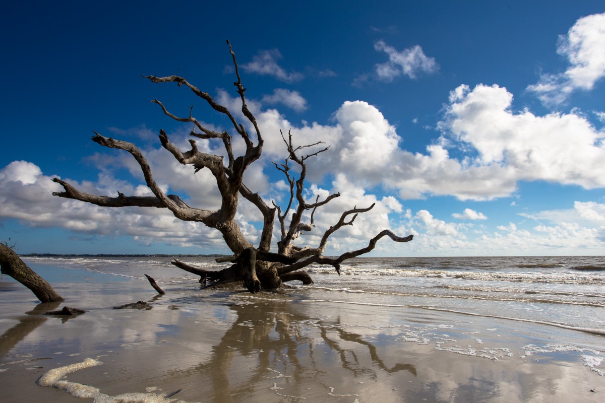 Driftwood Beach, Jekyll Island