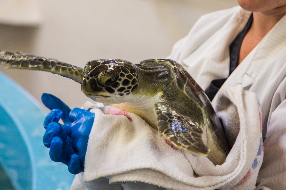 Georgia Sea Turtle Center