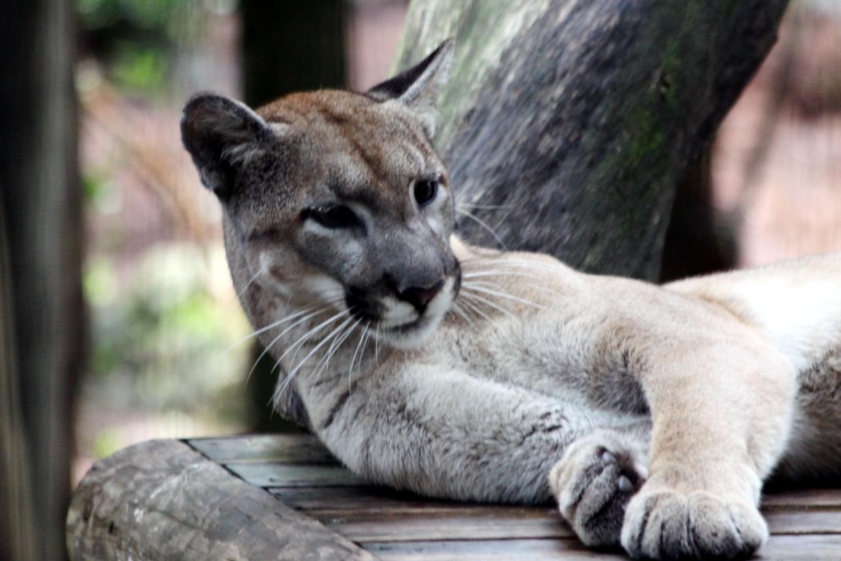 Lucy at Tampa's Lowry Park Zoo