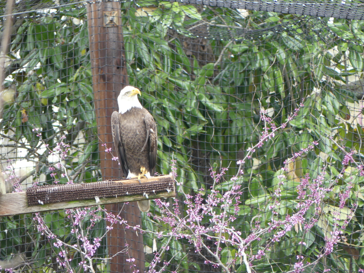 Eagle at Nature Center