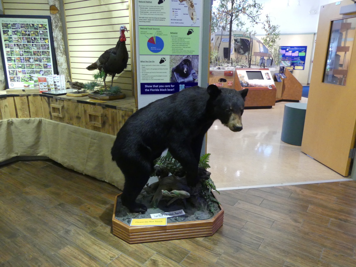 Bear exhibit at Lyonia Environmental Center