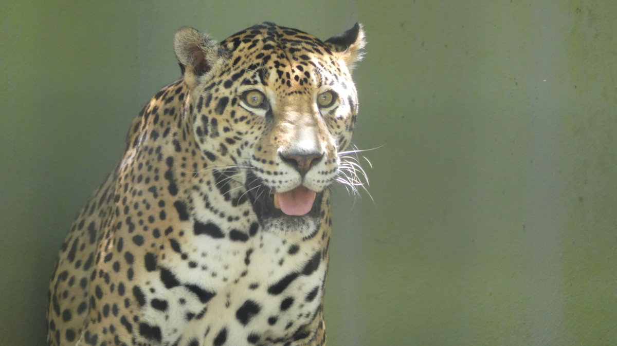 Jaguar at Montgomery Zoo
