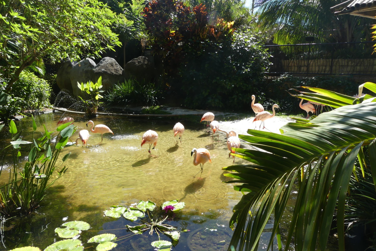 Flamingos at Sunken Gardens