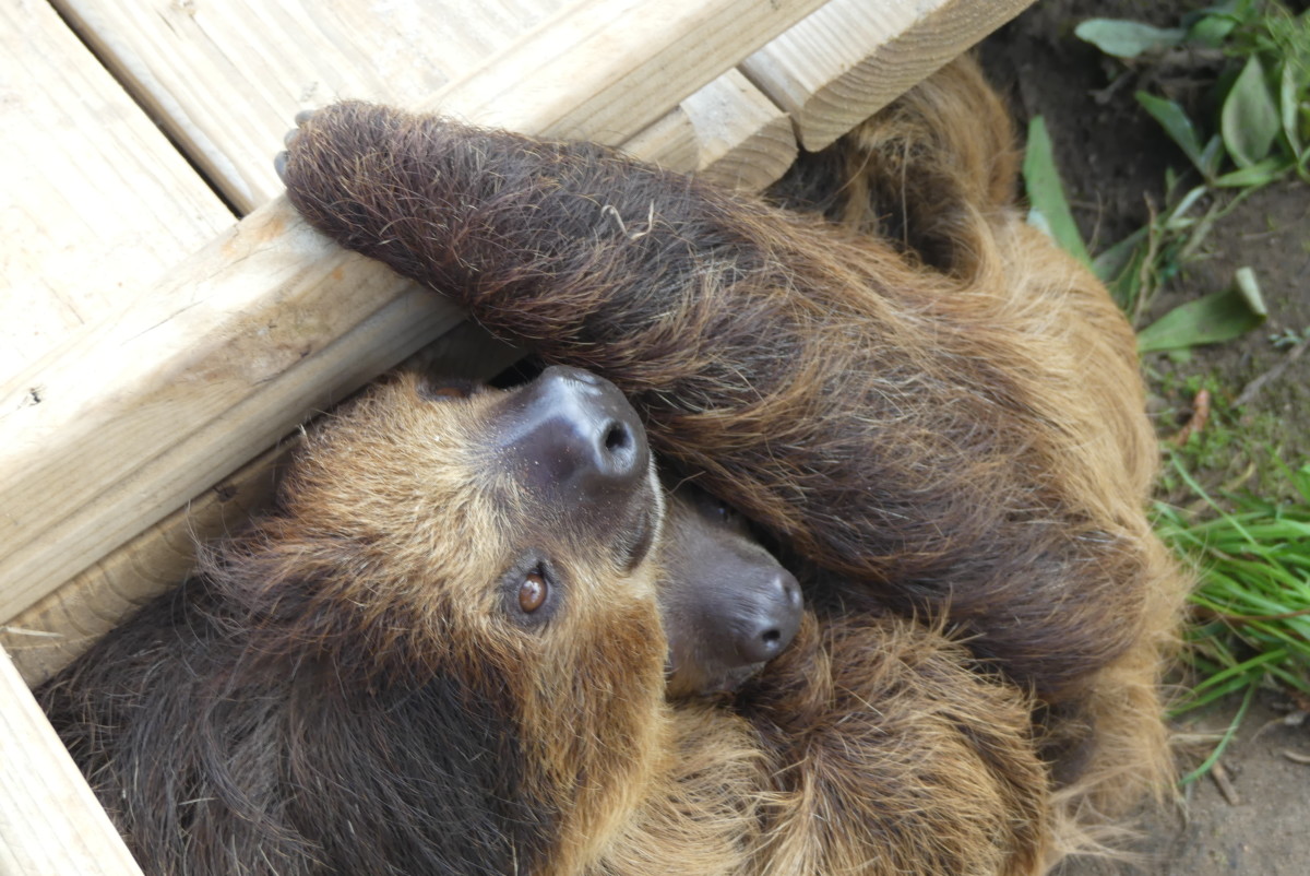 Mama and baby sloth