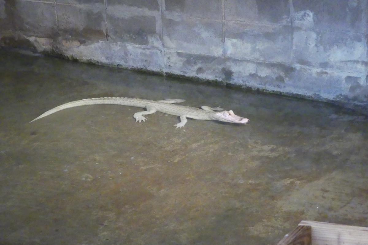 One of the albino alligators at farm