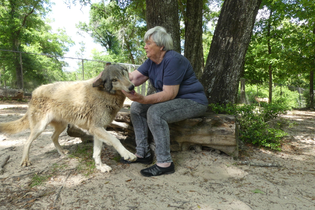 Meeting a wolf close up