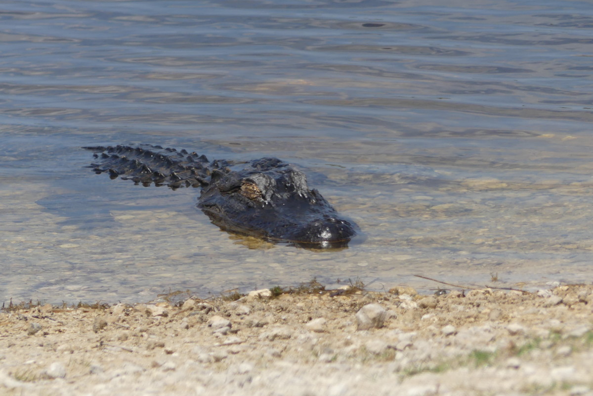 Alligator at St. Marks