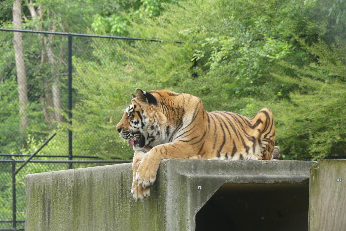 Tiger at Noah's ark