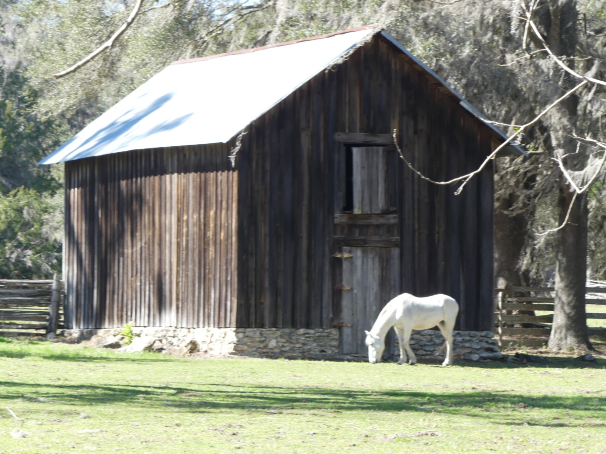 Barn and Horse at Dudley Farm