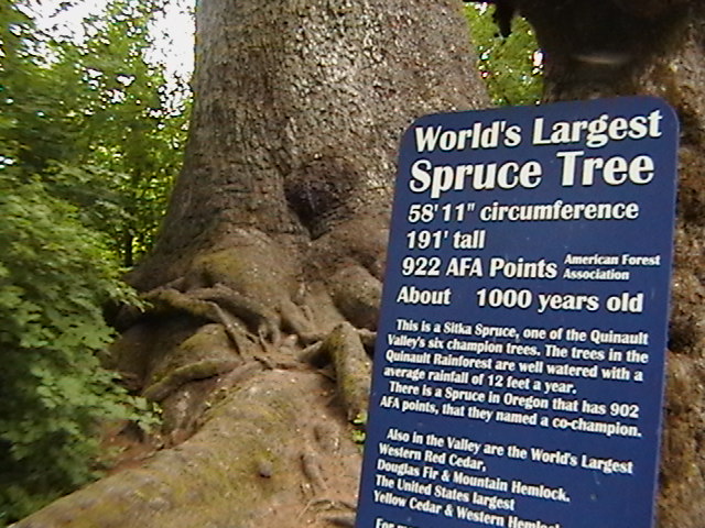 Quinault Rain Forest