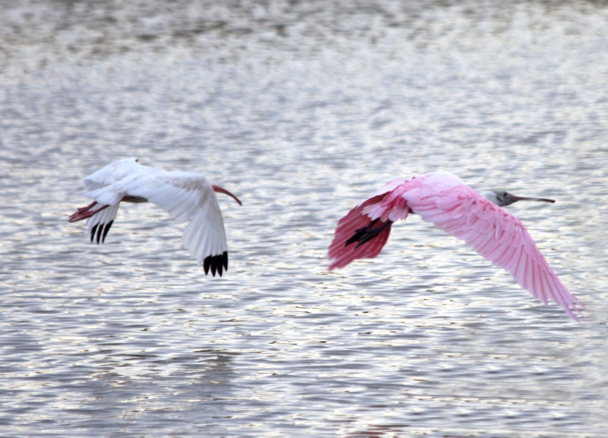 Roseat spoonbill and ibis at Honeymoon Island State Park